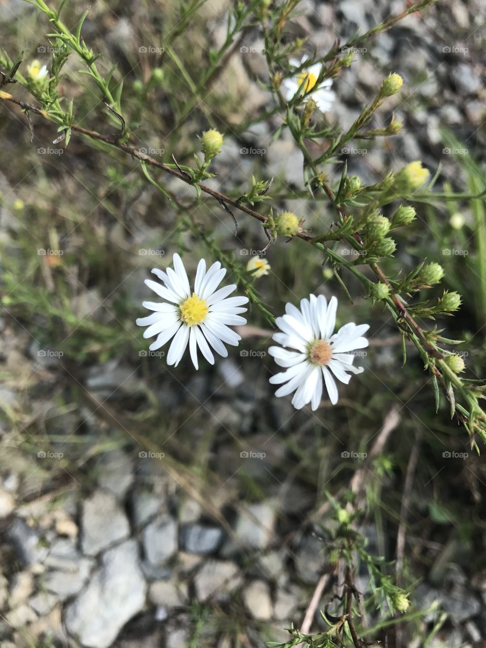 These little white flowers tho