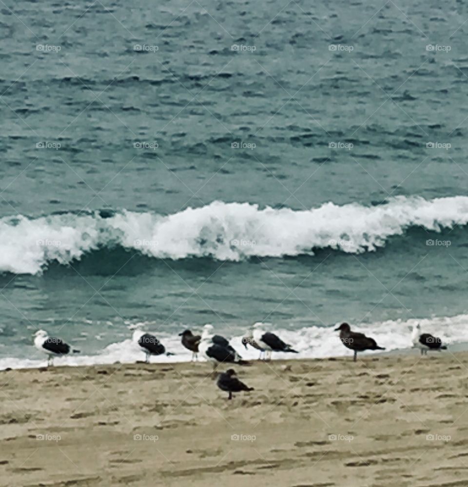 Redondo Seagulls 2