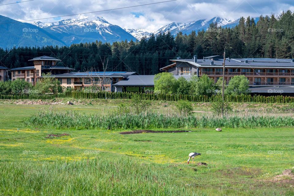 Birds in Motion, Stork