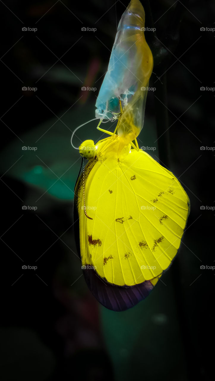 the science of the life cycle of the butterfly