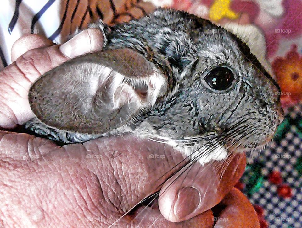 Chinchilla face
