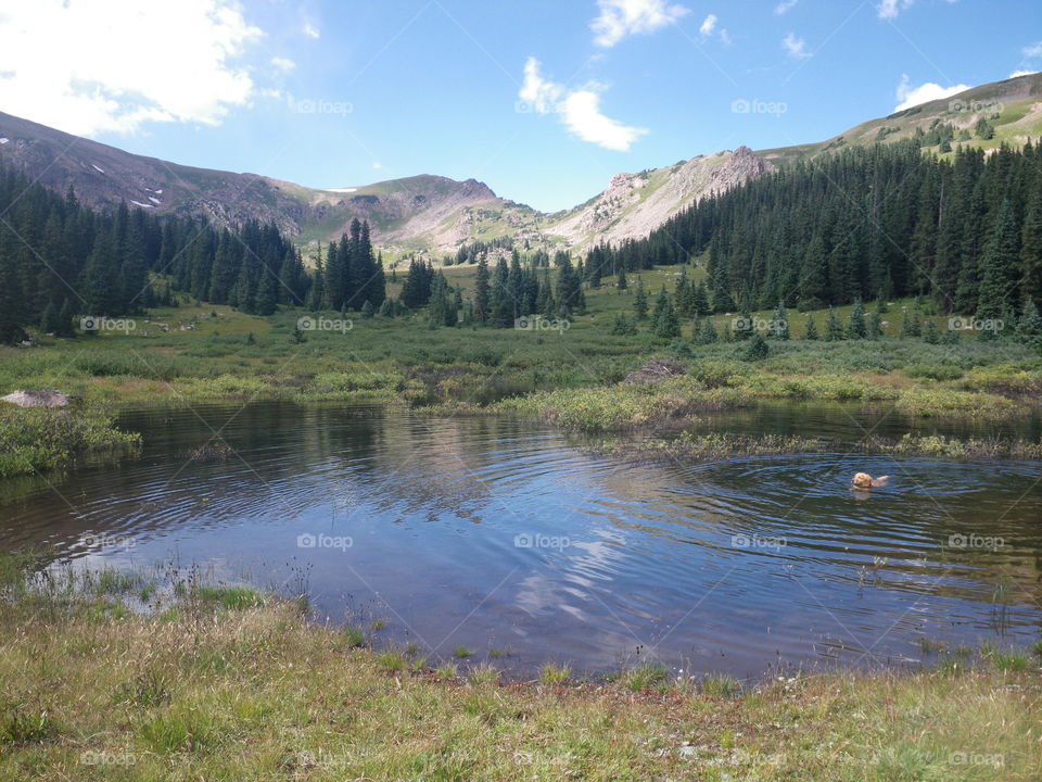 Dog swimming on a summer hike in Colorado 