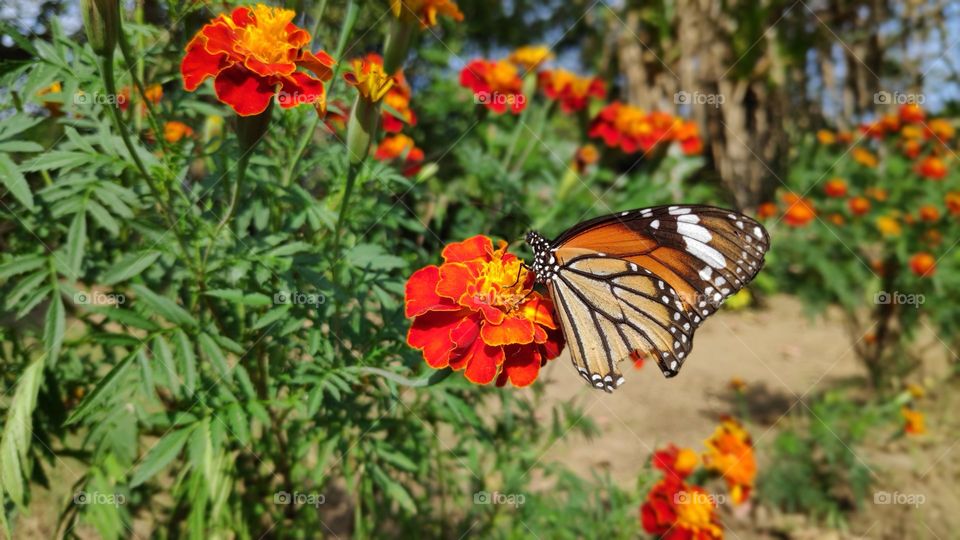 Taking mindful time to drink some sweet polen as beautiful flowers come out. Happy butterfly 🦋