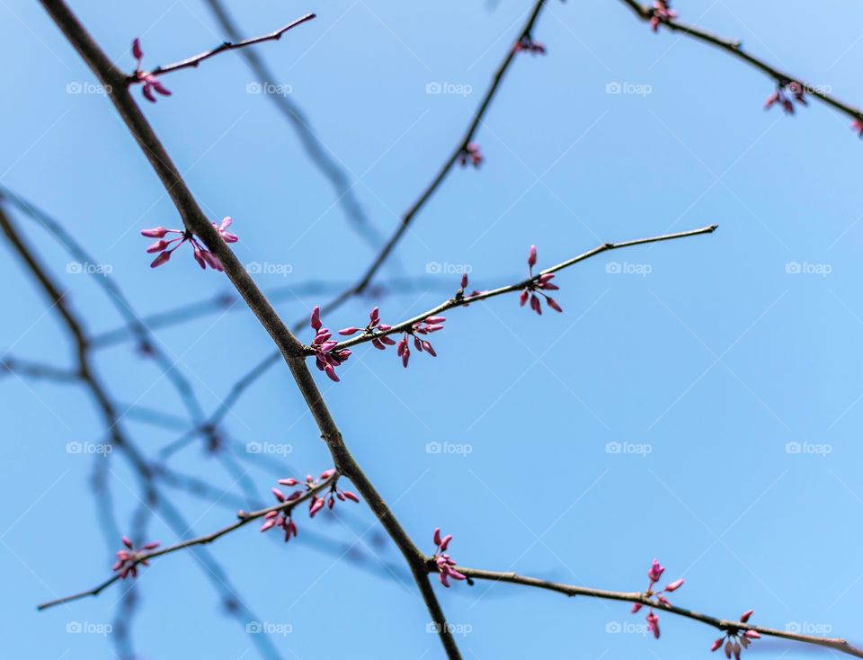 Low angle of pink buds and branches on a redbud tree against blue sky 