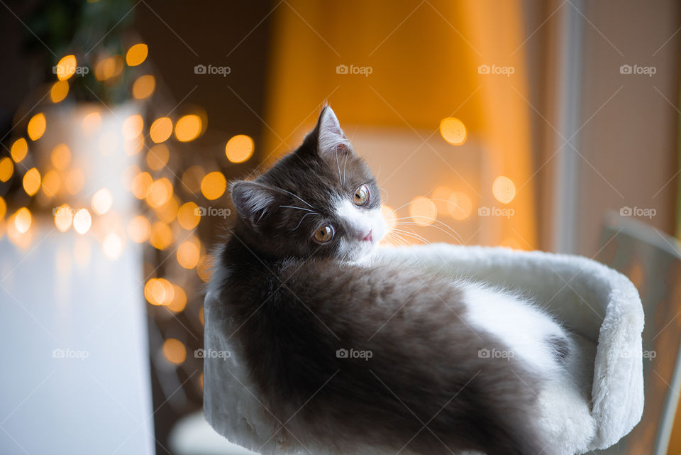 Beautiful british shorthair cat on orange light bokeh background