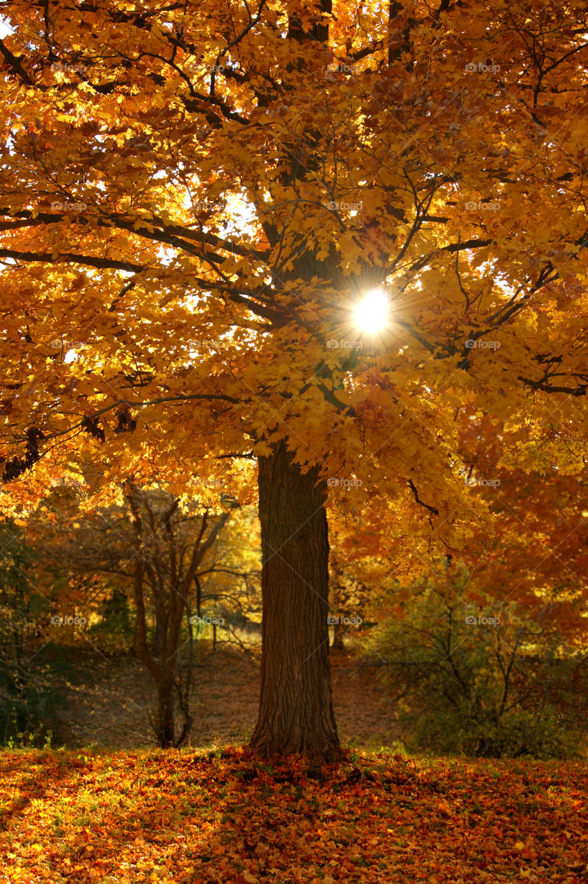 Sunlight in autumn trees