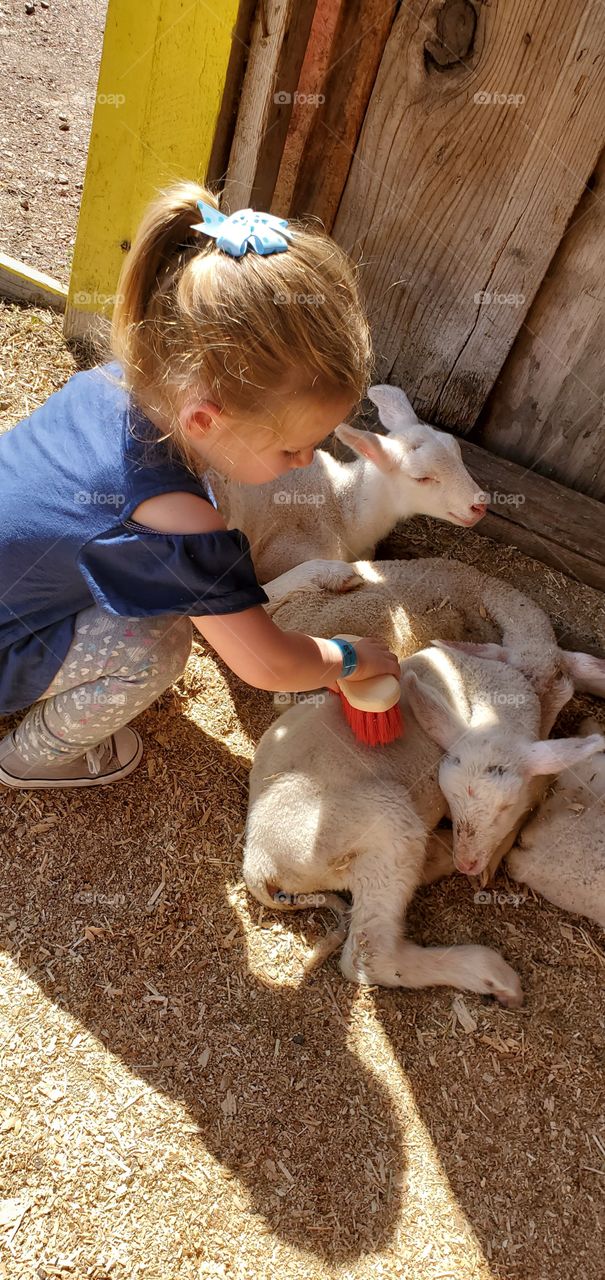 Baby sheep