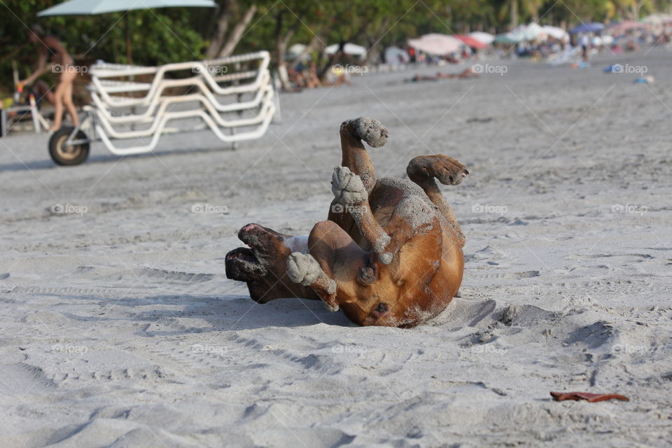 Happy puppy rolling in the sand 