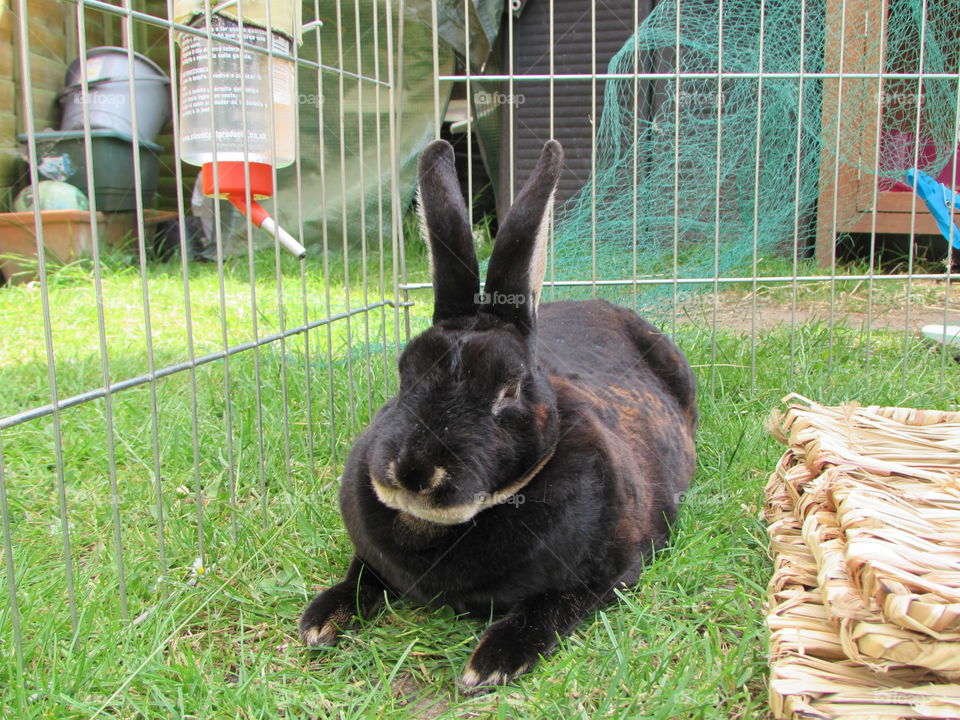 my lovely otter rex rabbit relaxing in the garden