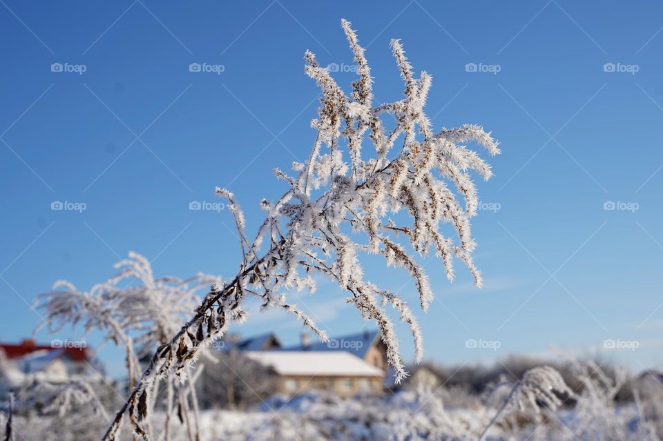 Plant in frost