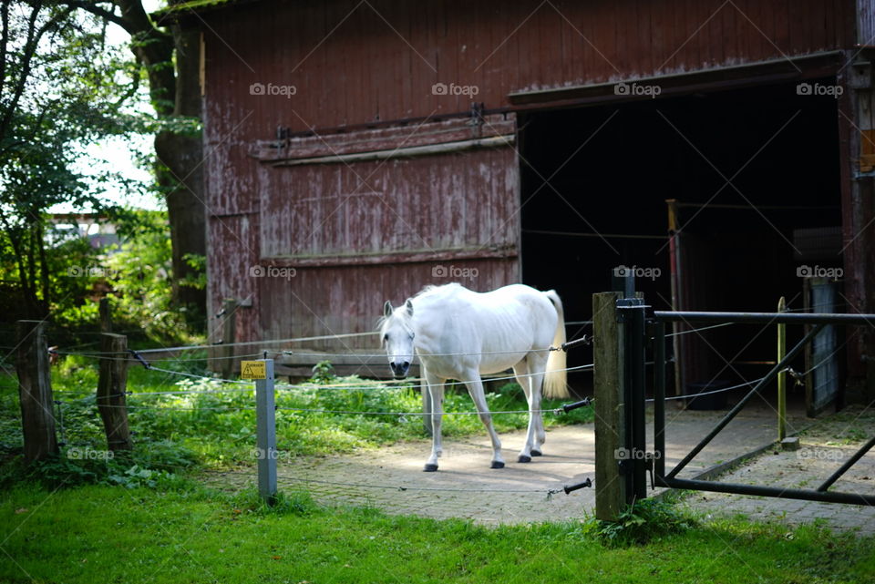 Ein weißes Pferd guckt verdudst in die Kamera.