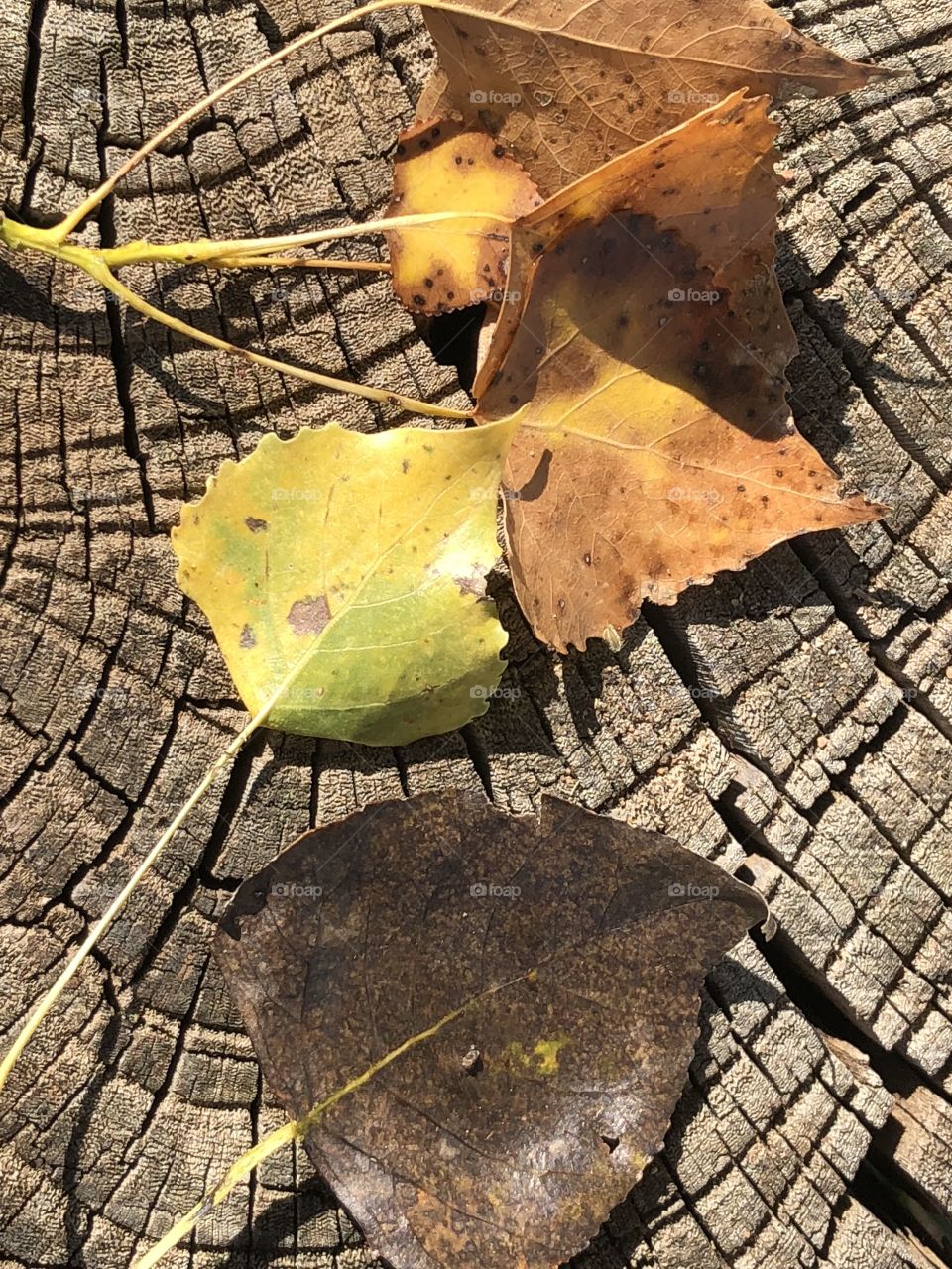 Leaves on stump in fall