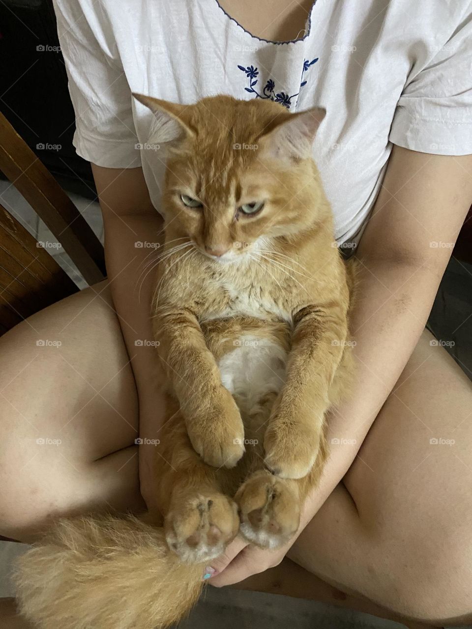 Lap Cat