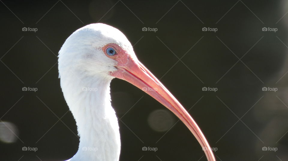 ibis side view