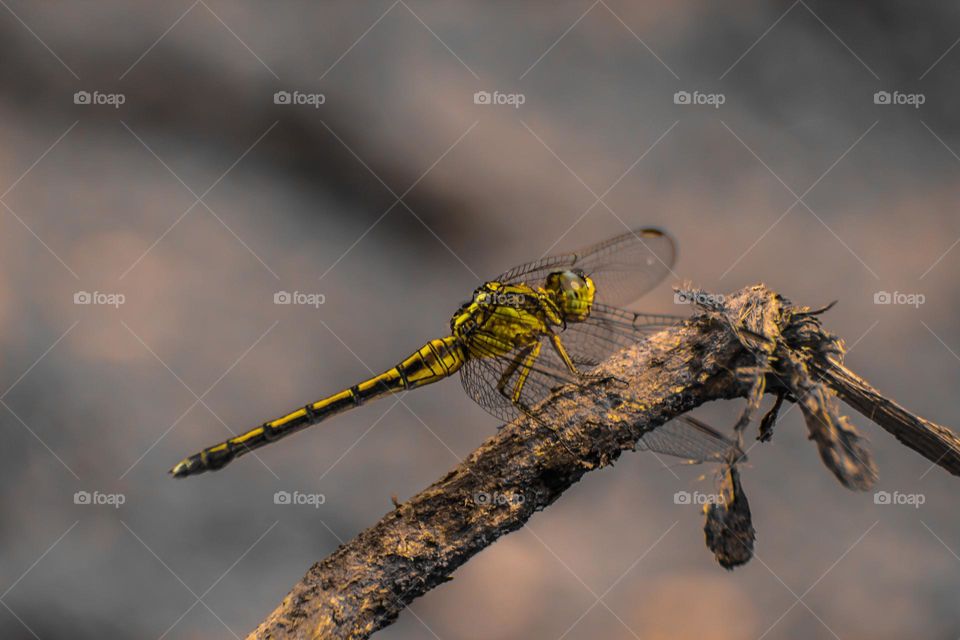 Dragonfly close-up