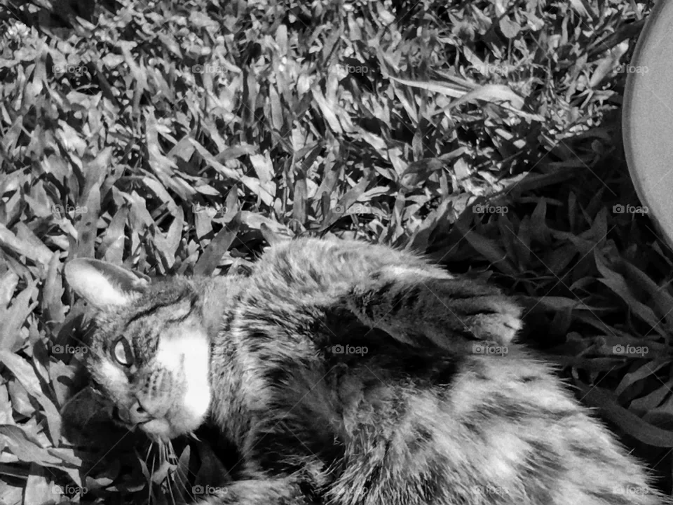 cat