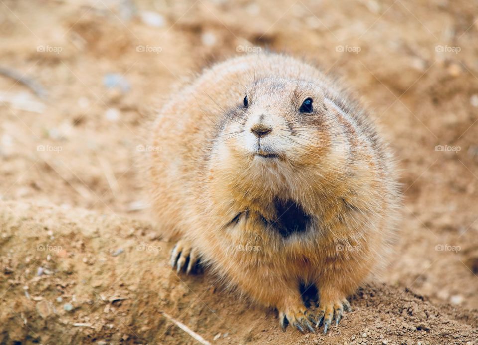 Prairie Dog 