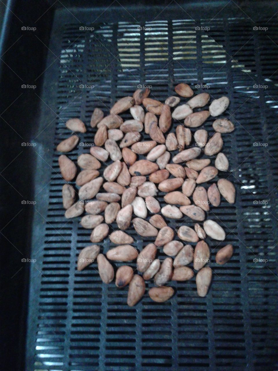 Cocoa seeds