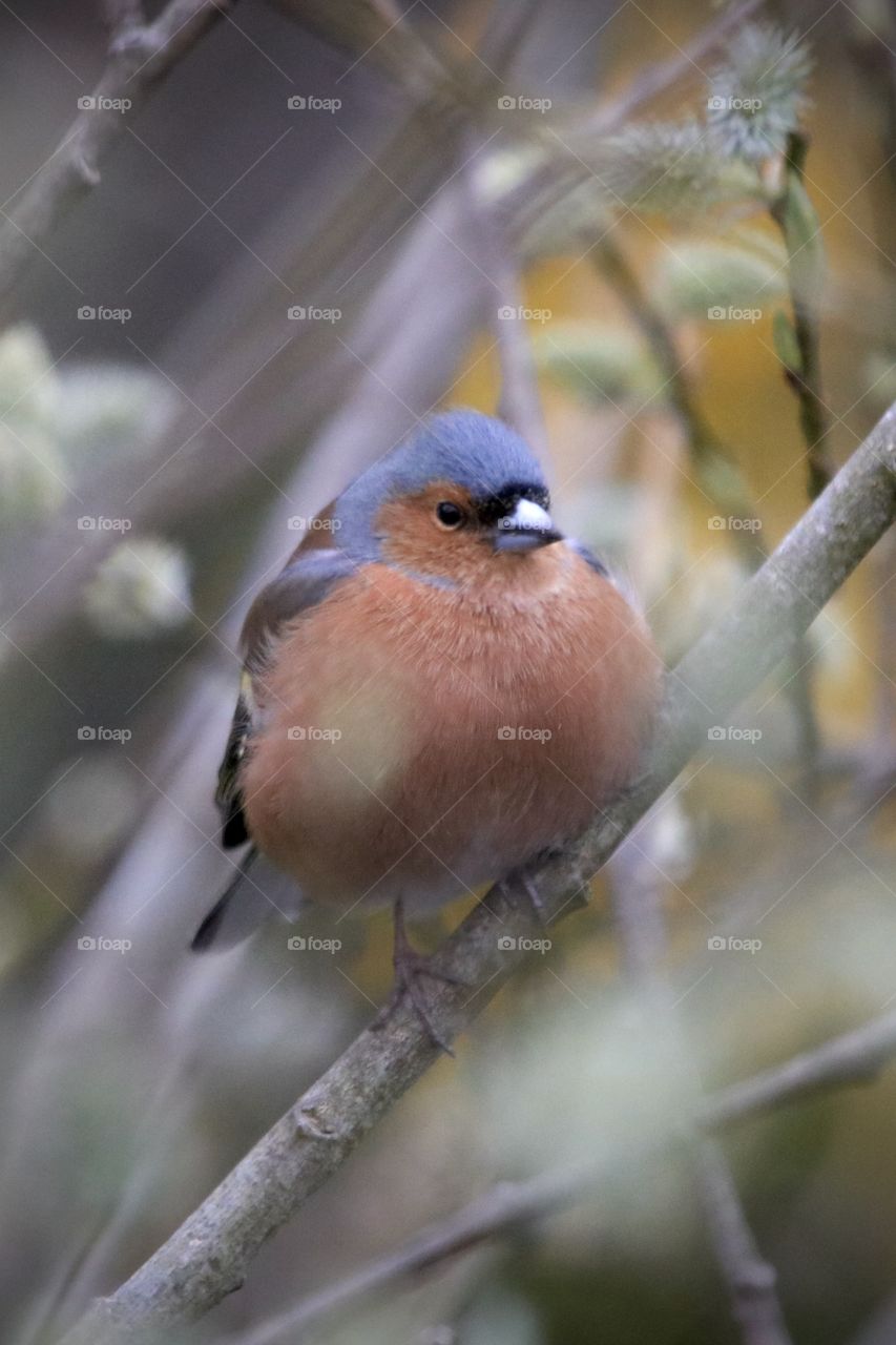 bullfinch