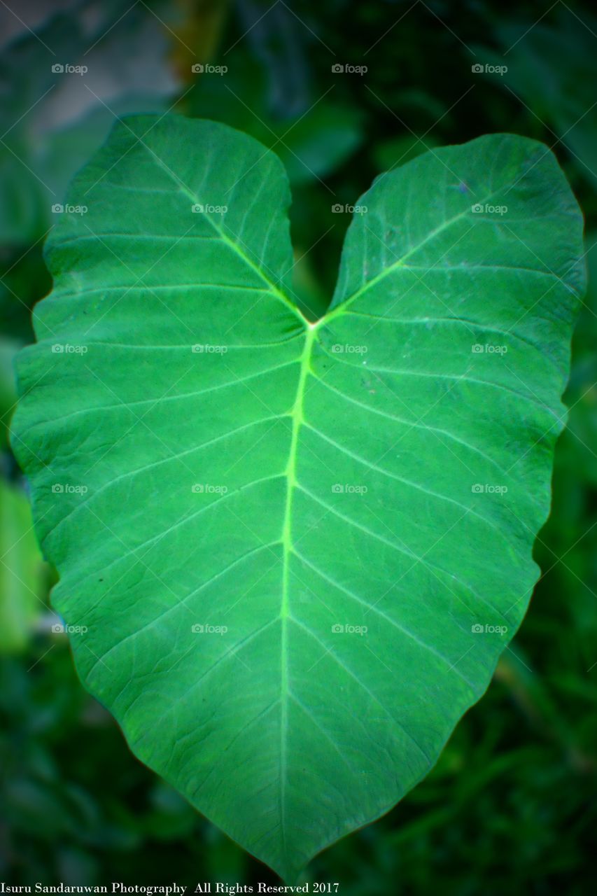 Leaf