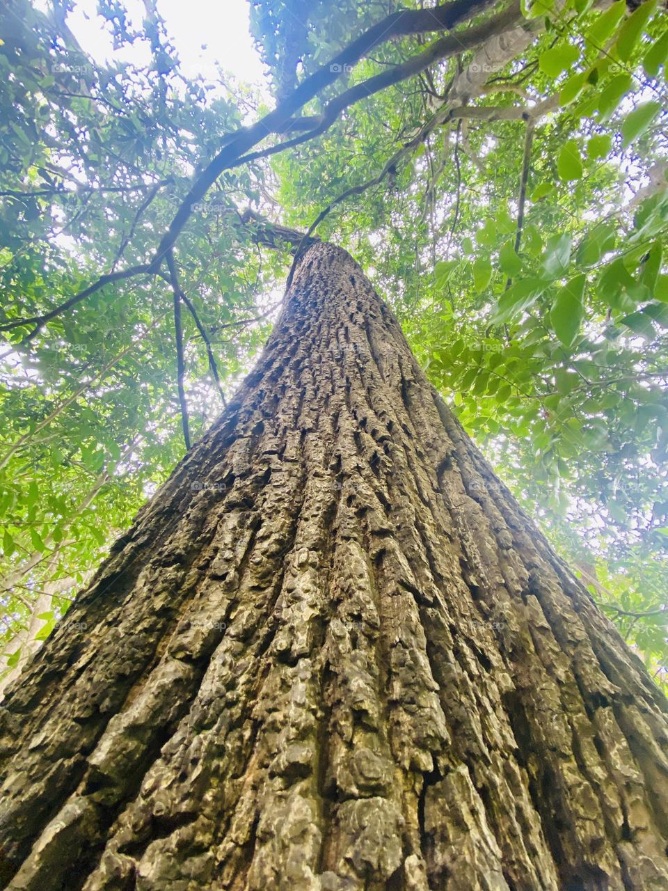 Forest click under the highst ancient old tree