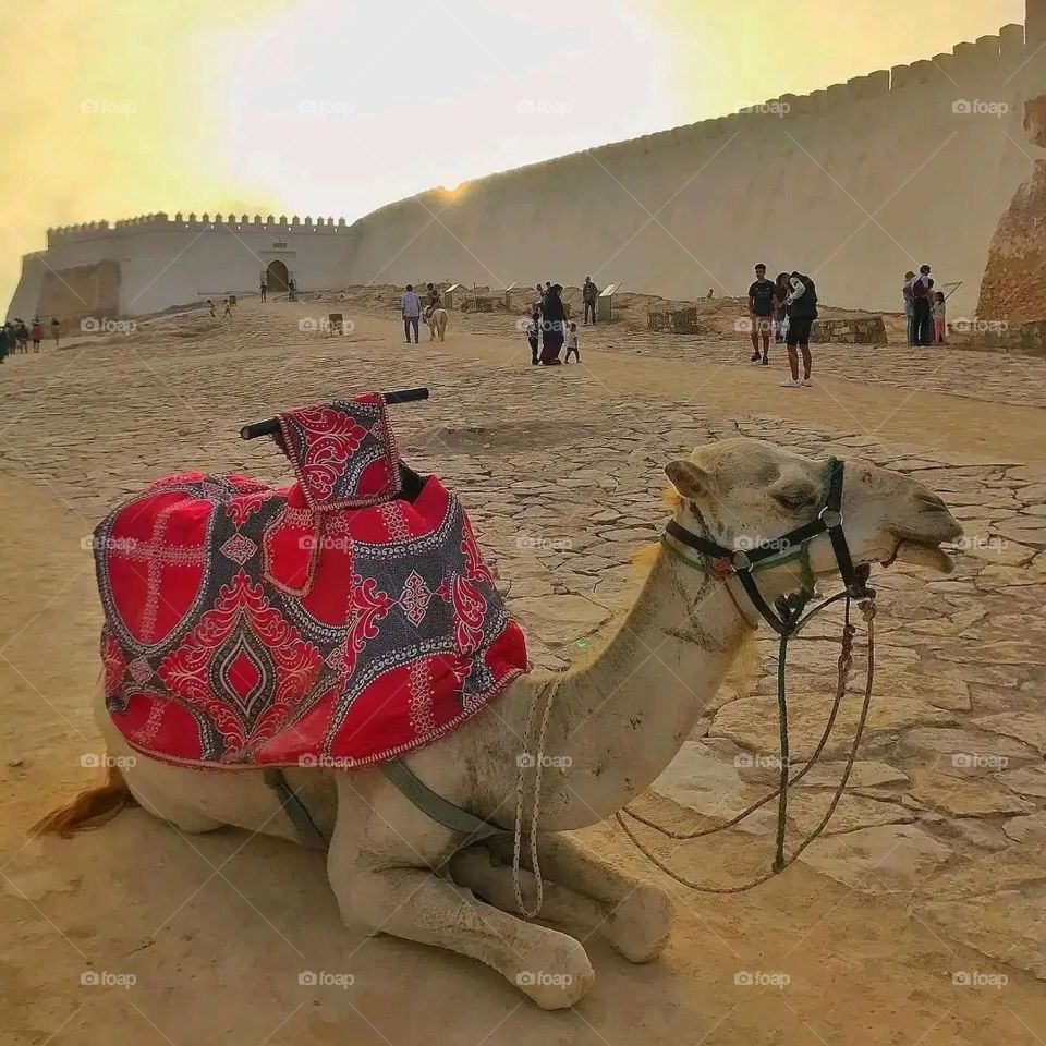 camel