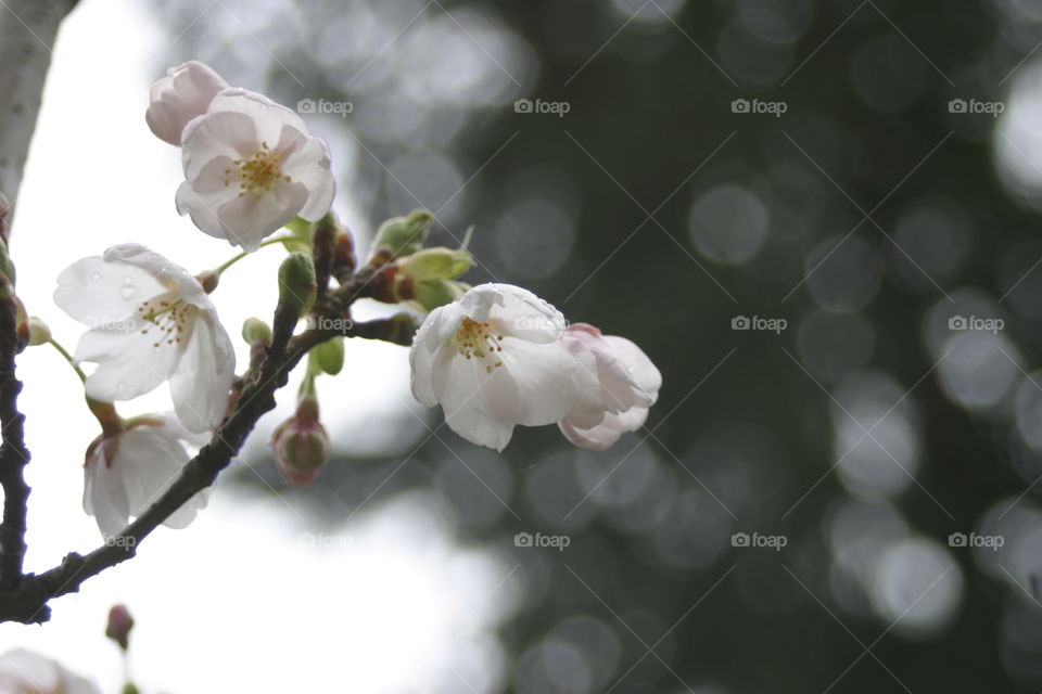 Blossoming tree in early spring