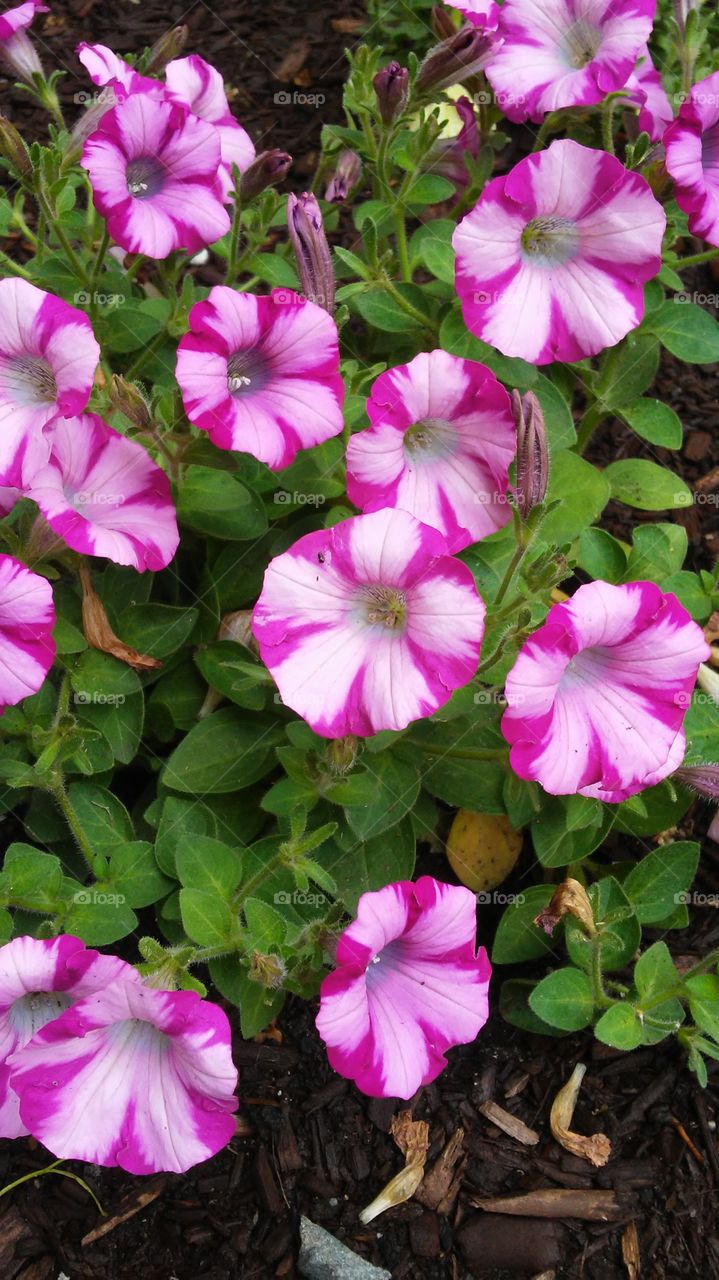 spring. flowers. beauty