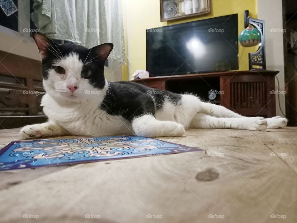 Hey. I am your new furmodel