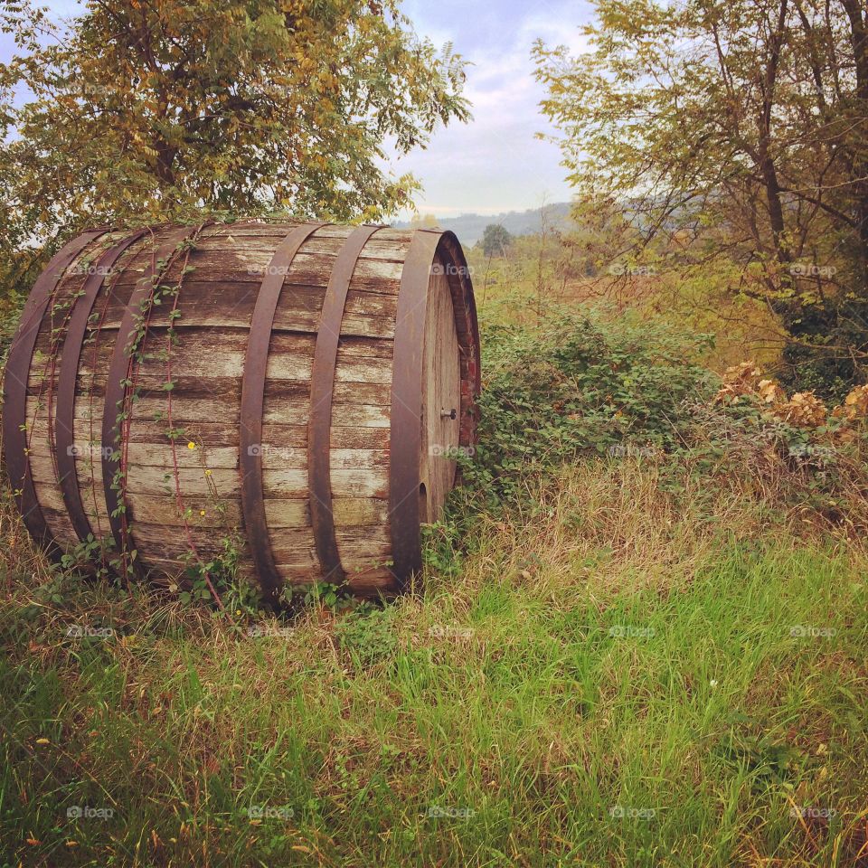 Vineyard barrel. A barrel in a hidden vineyard in the northern part of Italy 