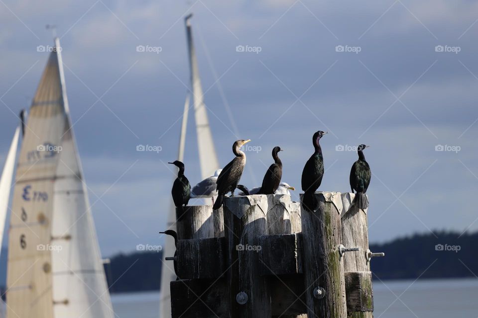 Group of cormorants on top of wooden structure in the ocean