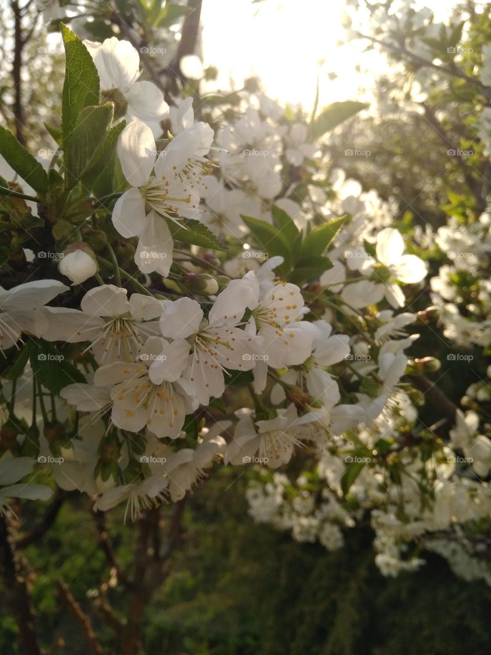 Flowering trees under the rays of the setting spring sun. Feel the freshness, lightness of the moment.