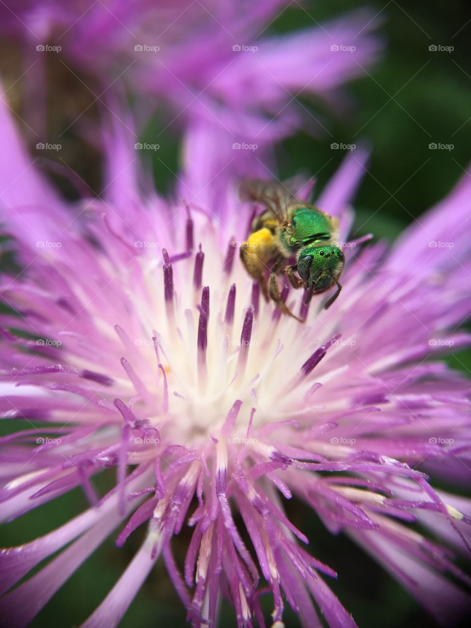 Green metallic bee on clover blossom