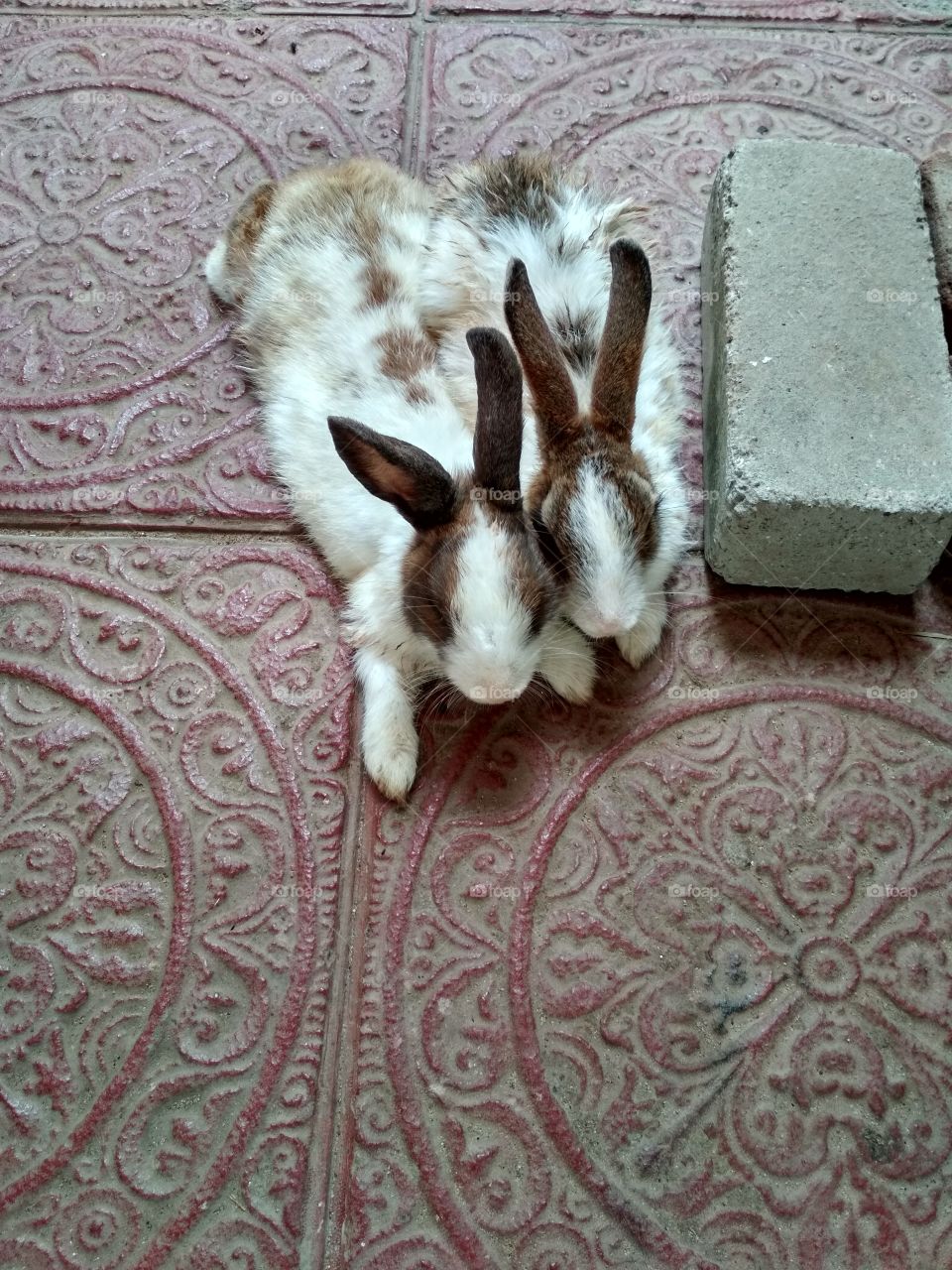 pet rabbits