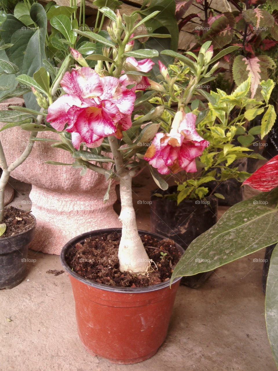 Desert Rose