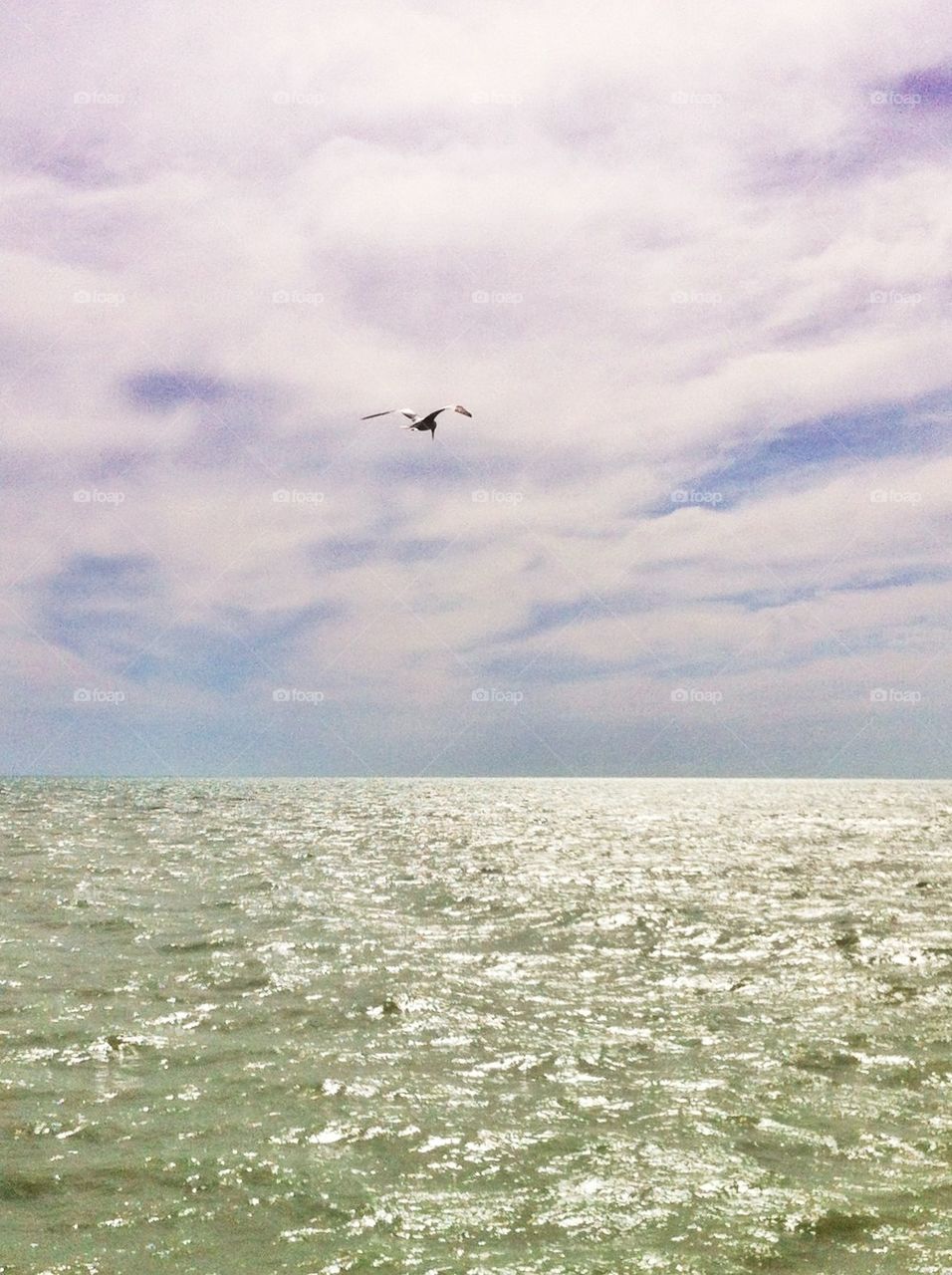 Fishing Gull