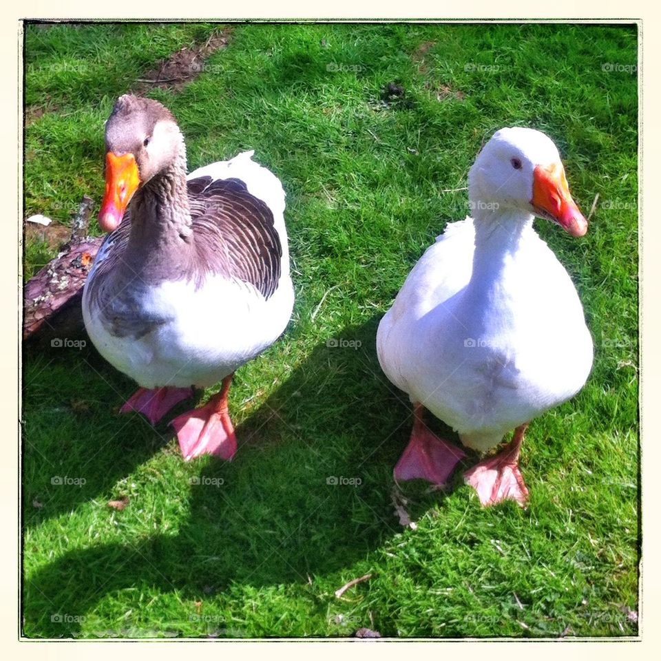 Pair of geese