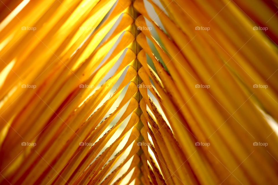 Yellow palm leaf