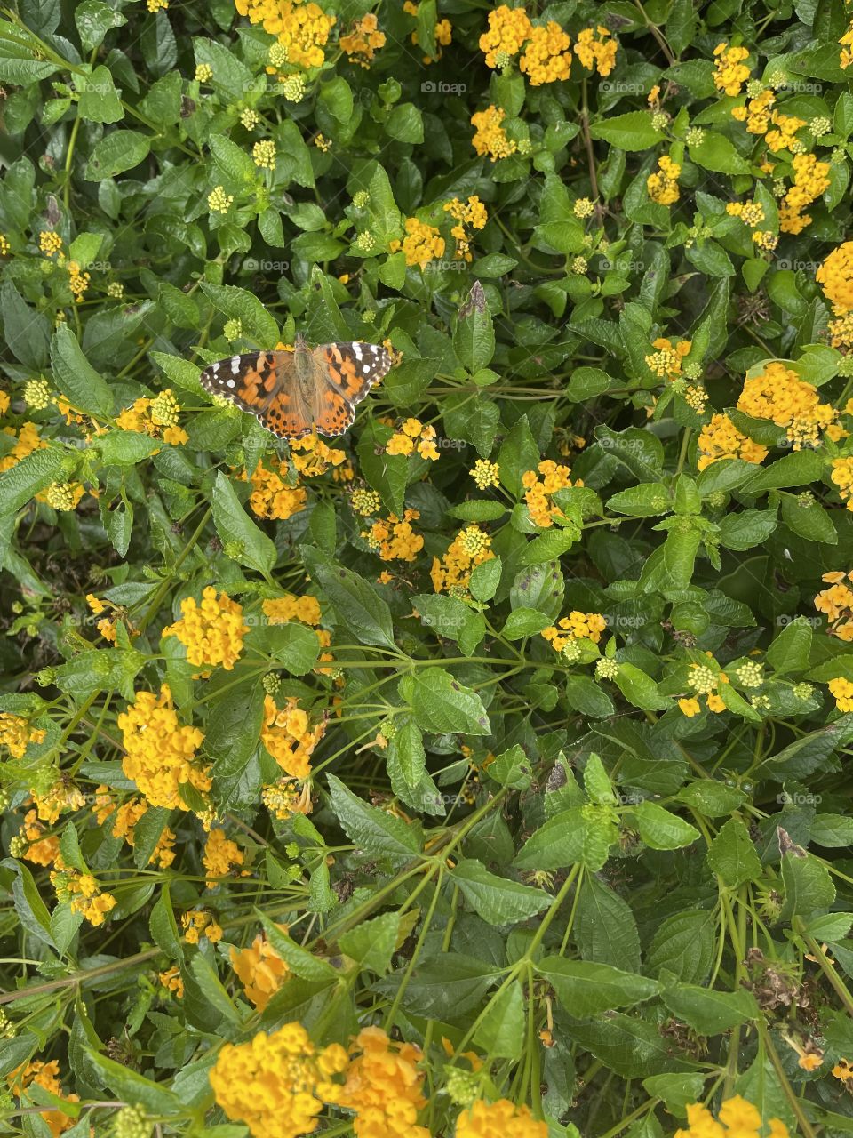 Nature in the littlest of things is beautiful 