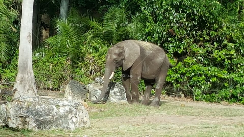 An elephant treks across the grassland at Animal Kingdom at the Walt Disney World Resort in Orlando, Florida.