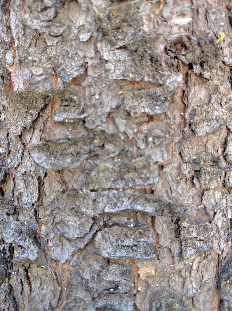lodgepole pine bark