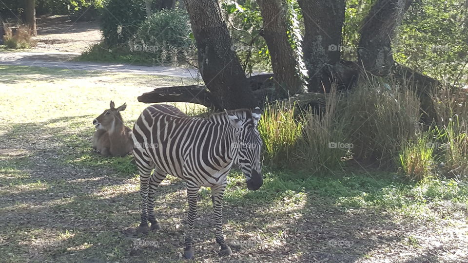 A zebra basks in the shade at Animal Kingdom at the Walt Disney World Resort in Orlando, Florida.