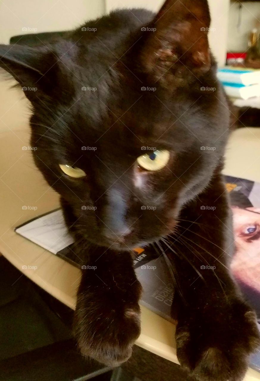 Black cat face close up, green eyes.