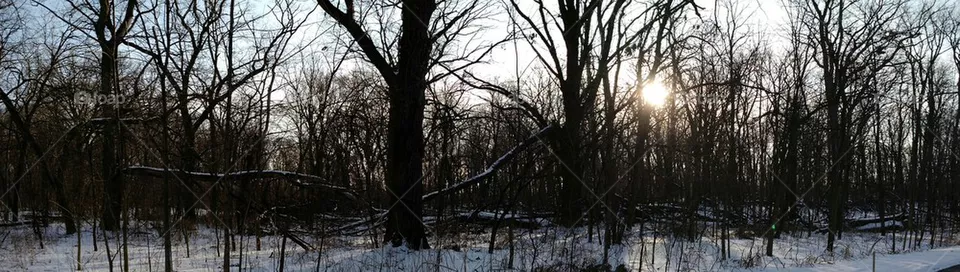 Dark woods