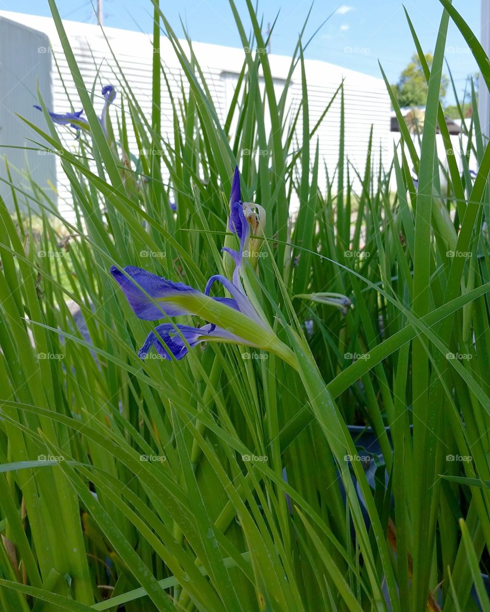 Farming Blue Flower
