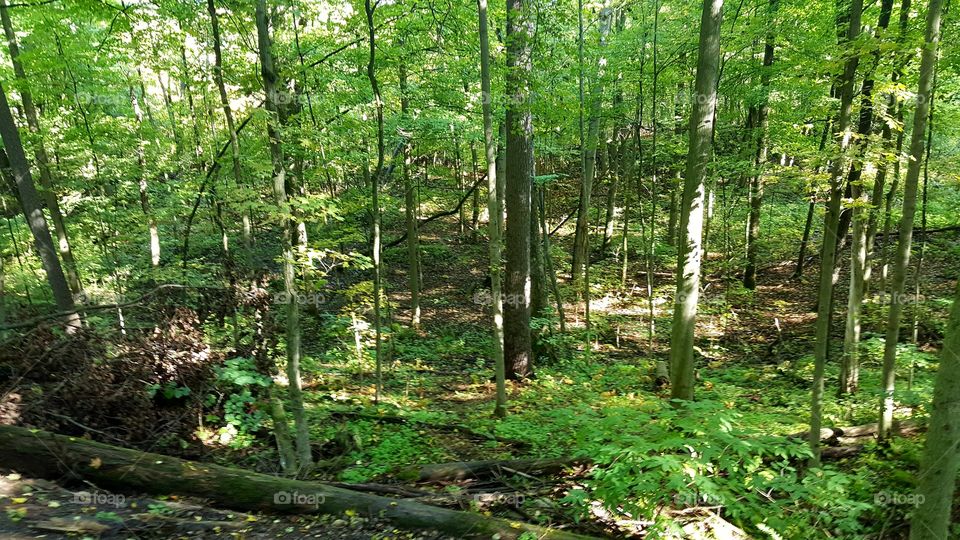 Wood, Nature, Landscape, Leaf, Tree