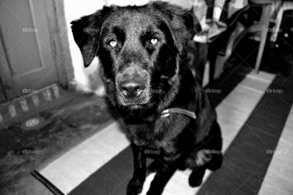 my pet simba sitting  very calm while clicking his picture 
pet lover, animal lover Nikon photography  Black and white