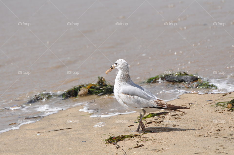 Seagull