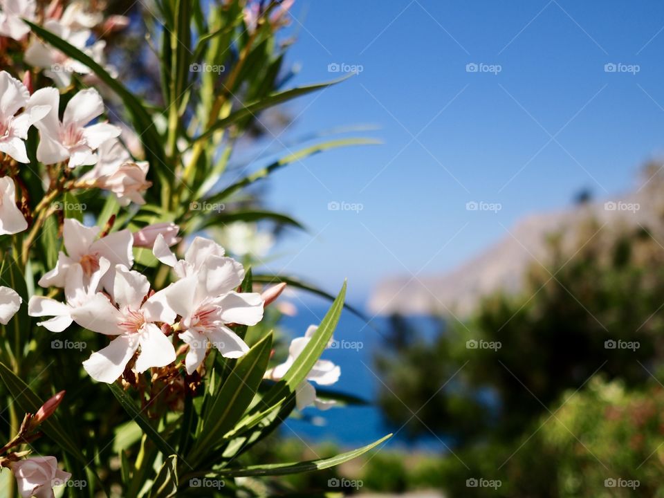 Flowers in Fodele beach on Kreta