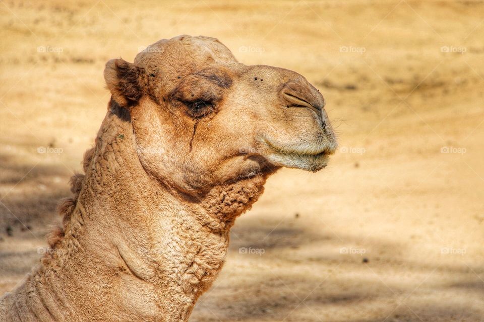 Camel